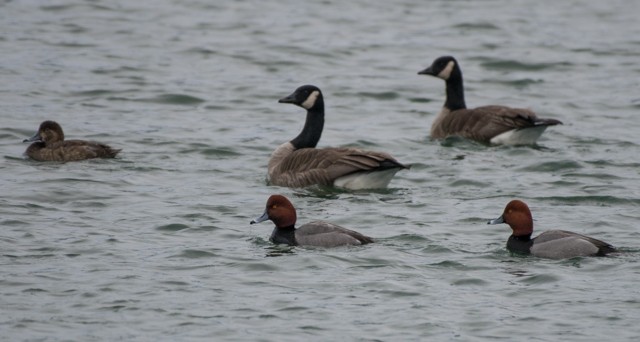 Redhead - Sheila and Ed Bremer