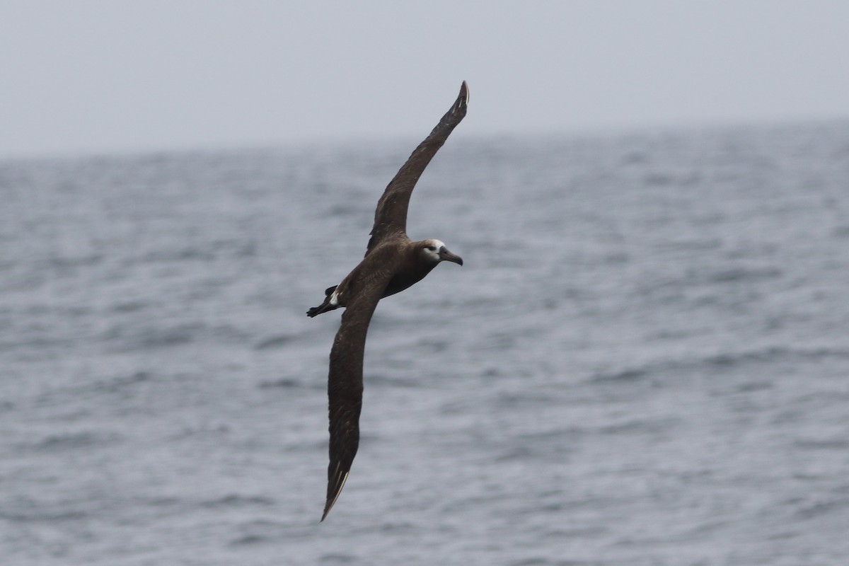 Albatros à pieds noirs - ML479580381