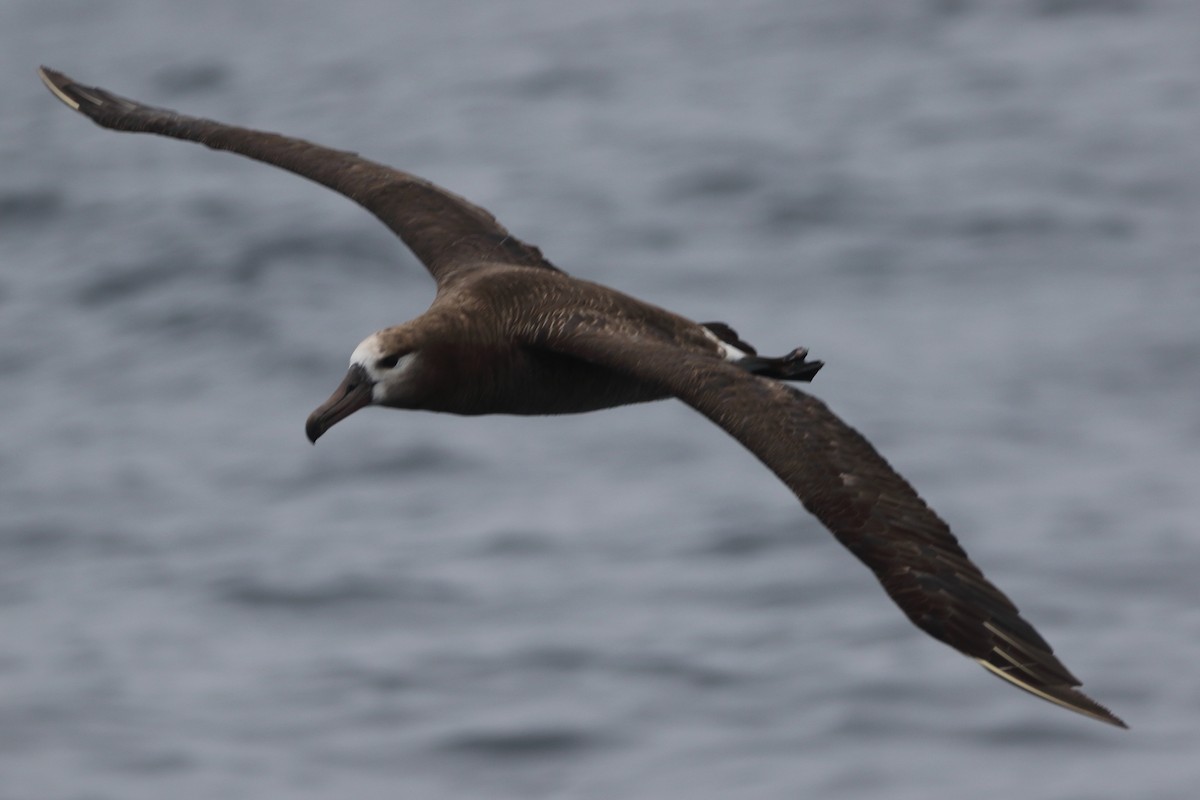 Kara Ayaklı Albatros - ML479580391