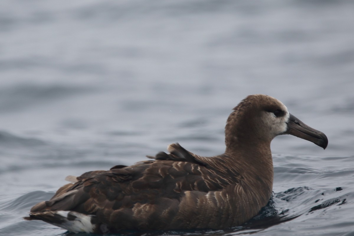 Black-footed Albatross - ML479580401