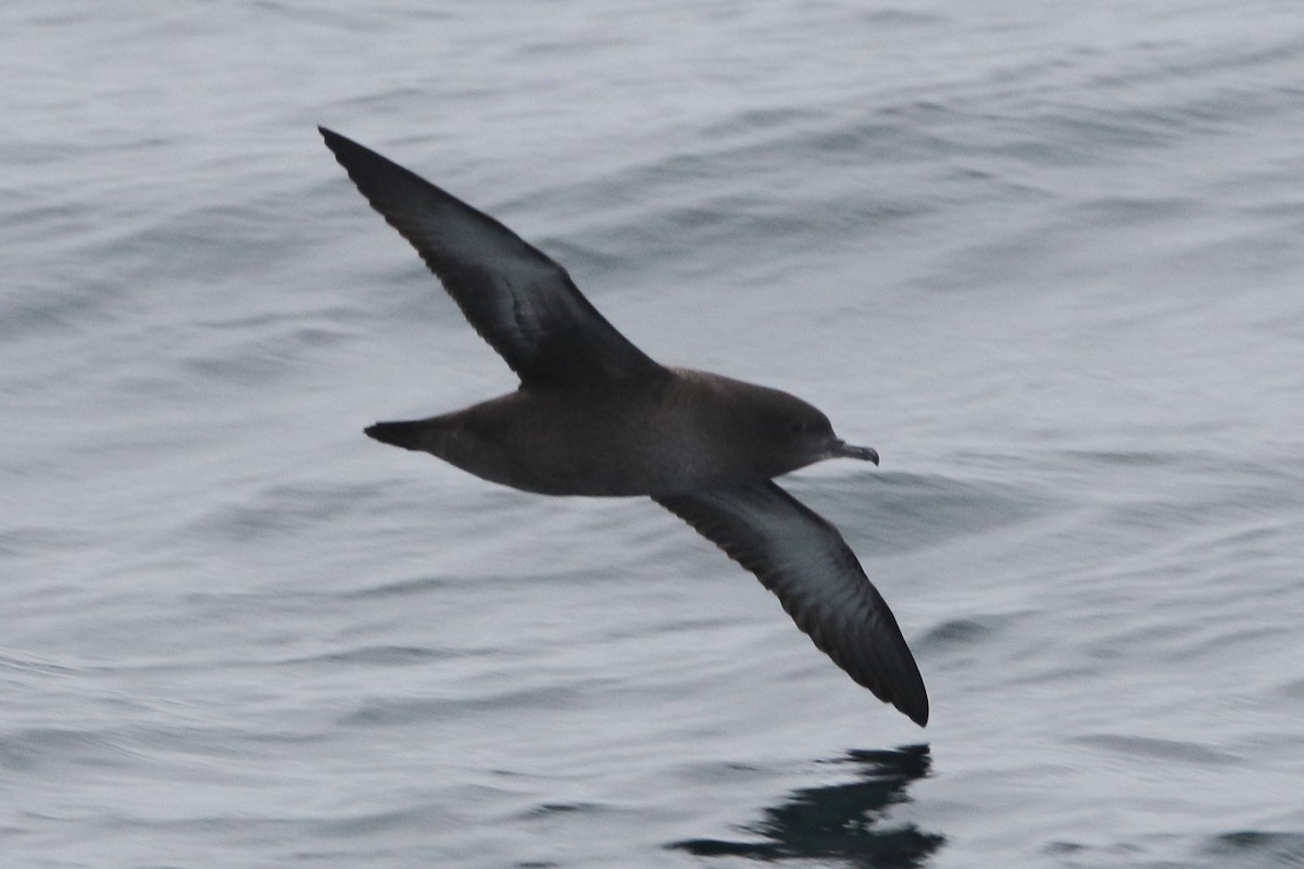 Sooty Shearwater - ML479581471