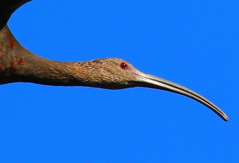 White-faced Ibis - ML479582031