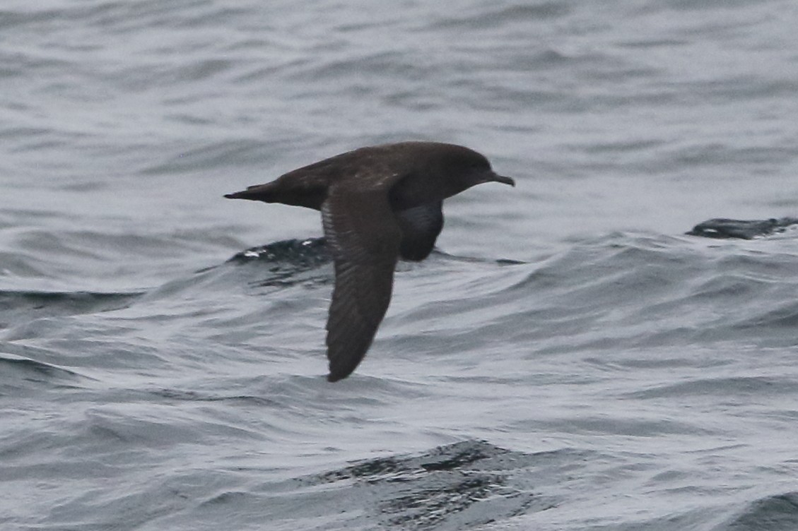 Sooty Shearwater - Kenny Benge