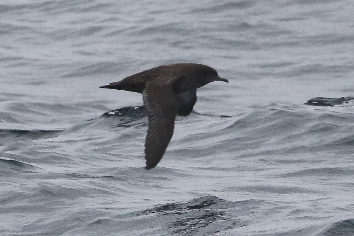 Sooty Shearwater - ML479582251