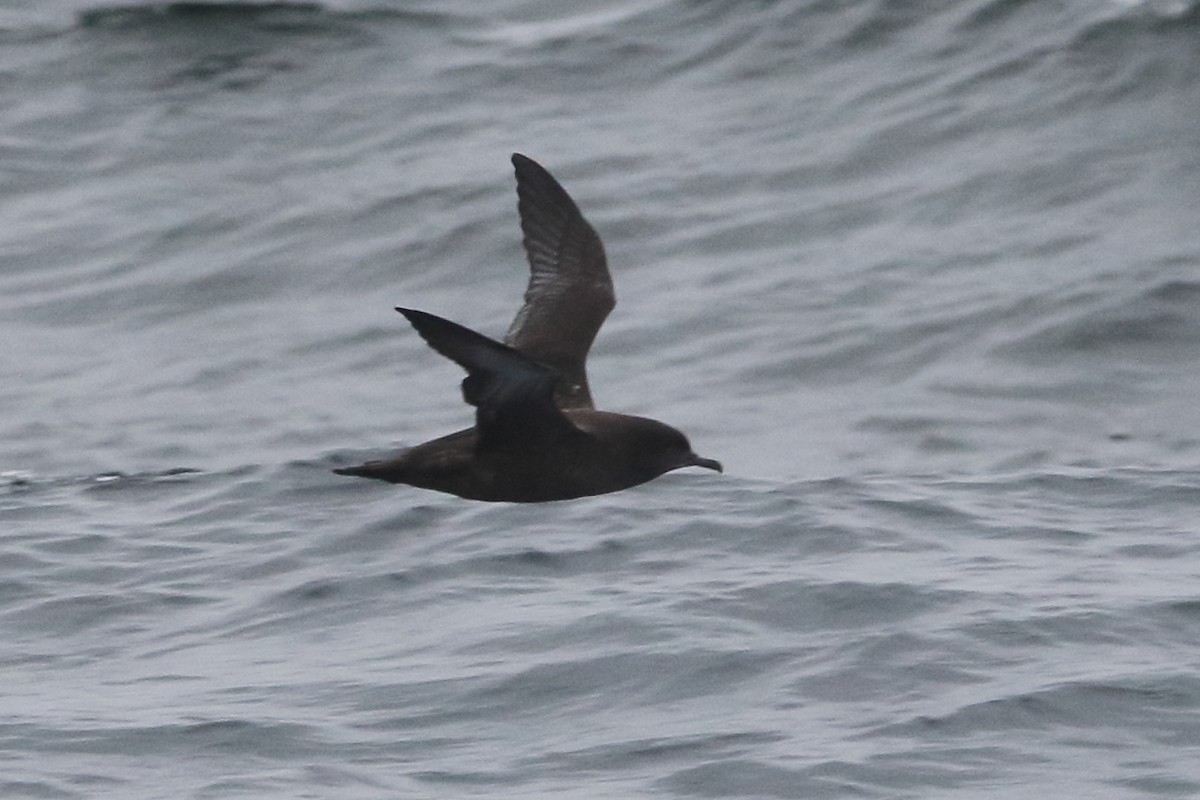 Sooty Shearwater - ML479582261