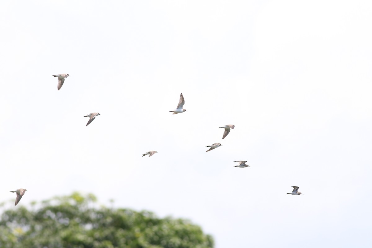 Little Ringed Plover - ML479582461