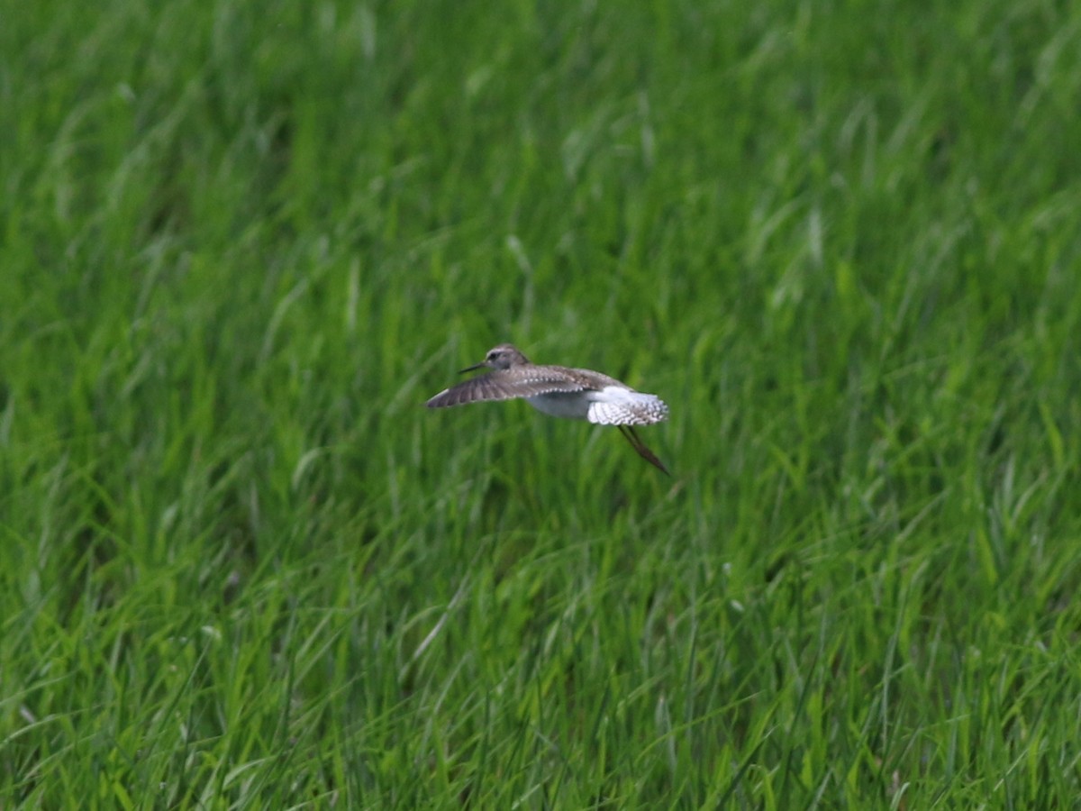 Wood Sandpiper - ML479582501