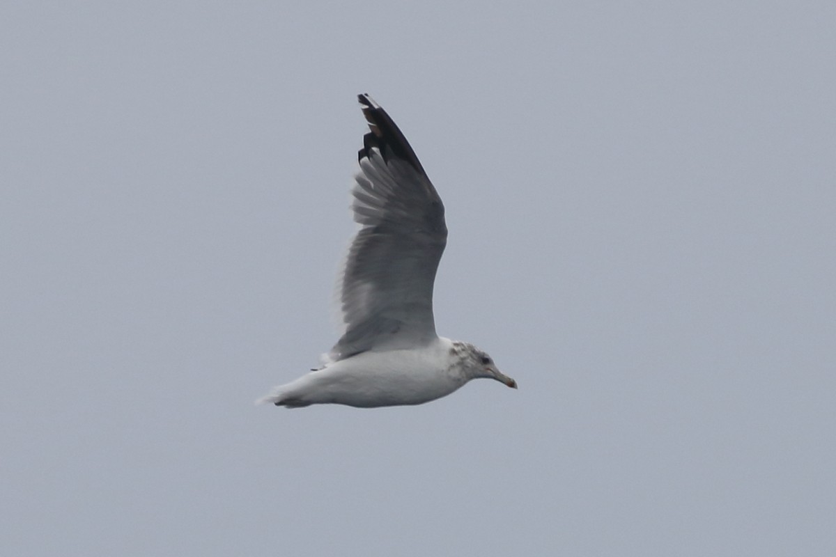 Gaviota Californiana - ML479583011