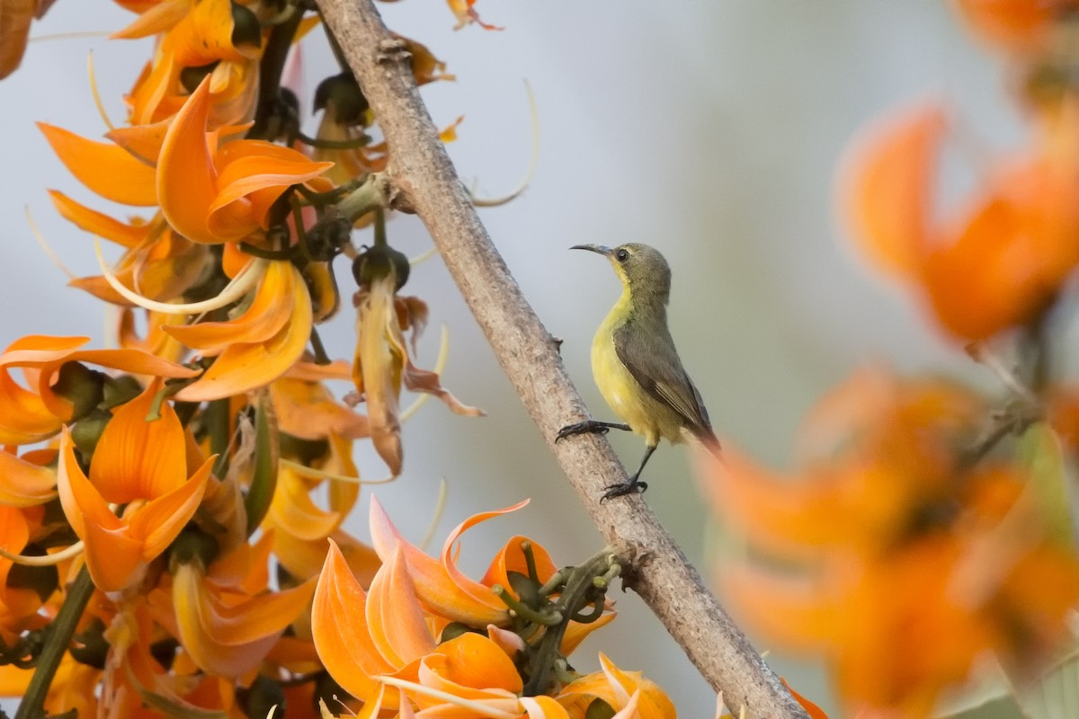 Purple Sunbird - Loni Ye