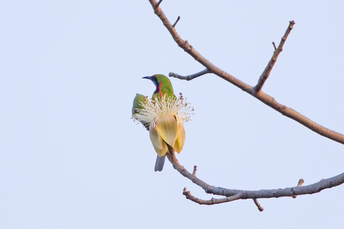 Golden-fronted Leafbird - Loni Ye