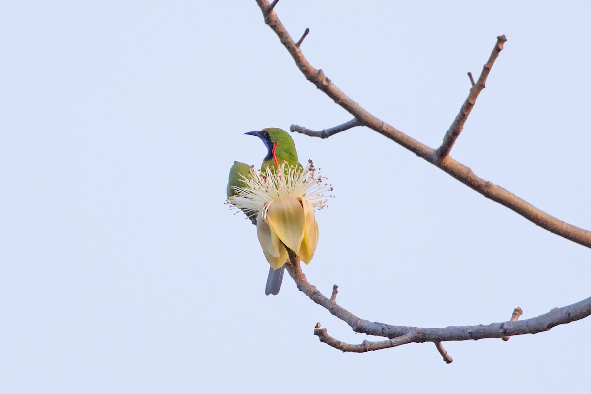 Golden-fronted Leafbird - ML479583771