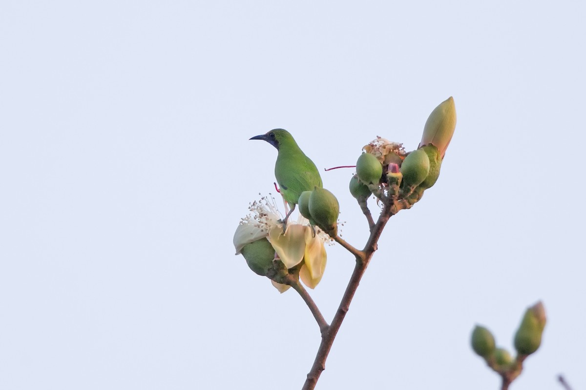Golden-fronted Leafbird - Loni Ye