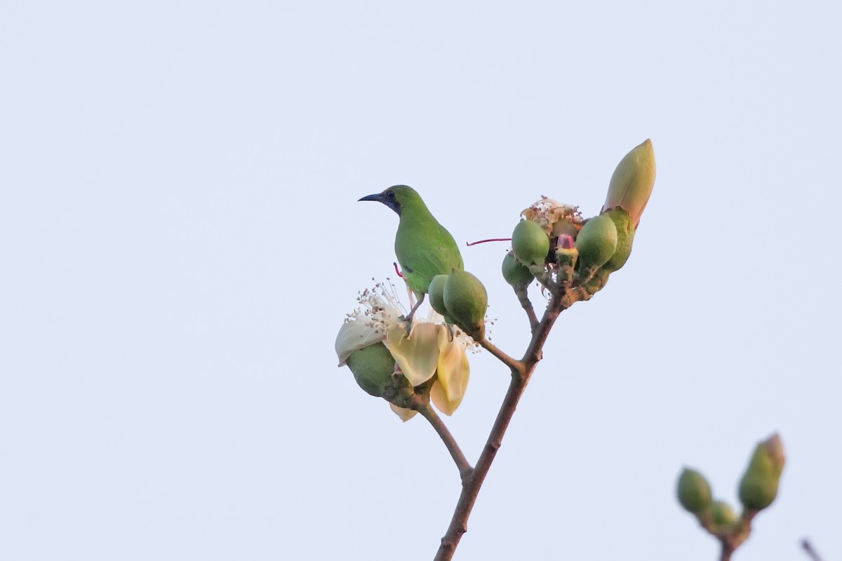 Golden-fronted Leafbird - ML479583781