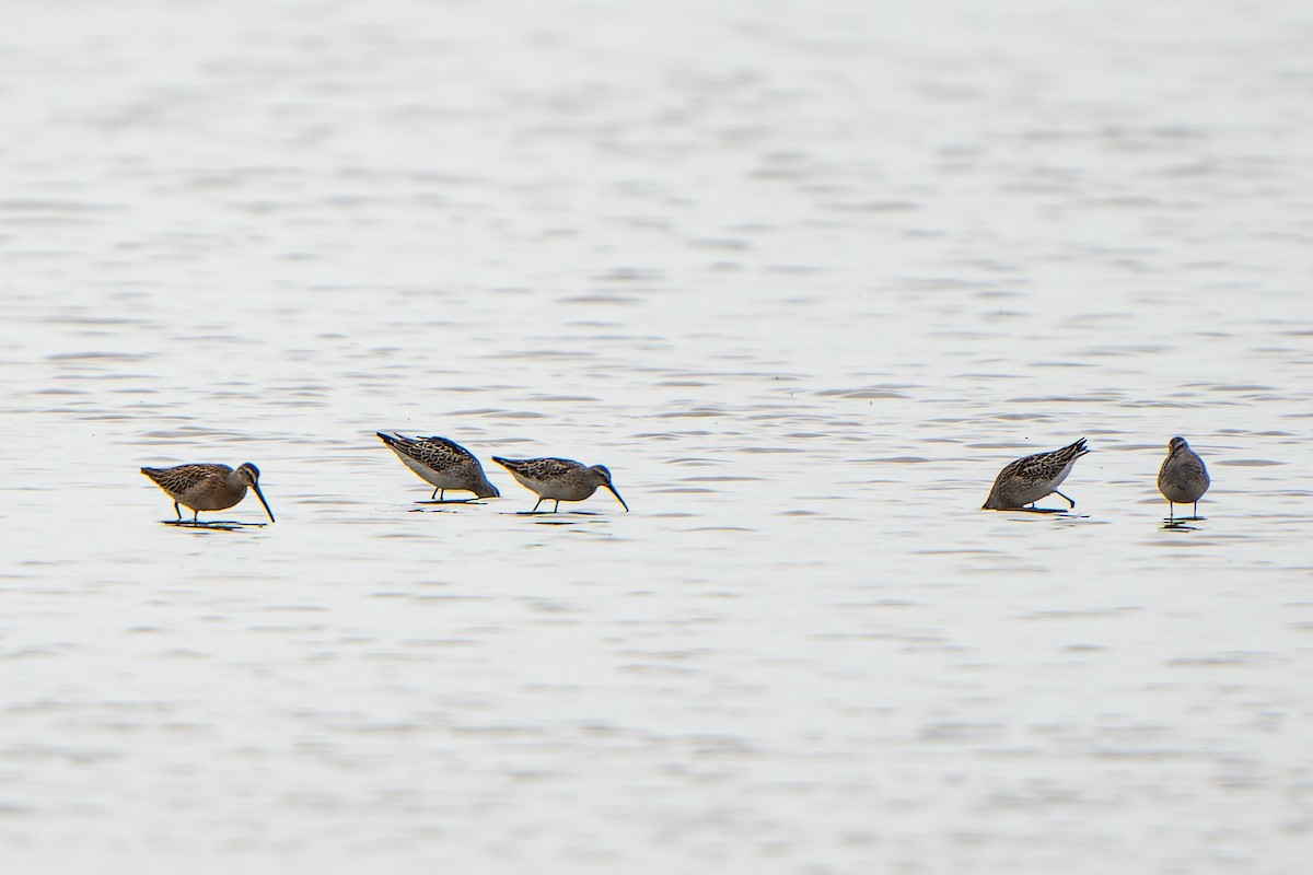 Stilt Sandpiper - ML479586671