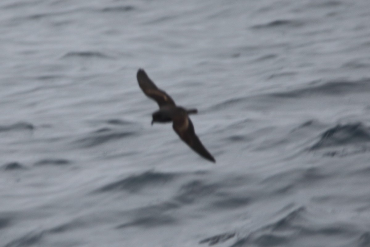 Ashy Storm-Petrel - ML479586701