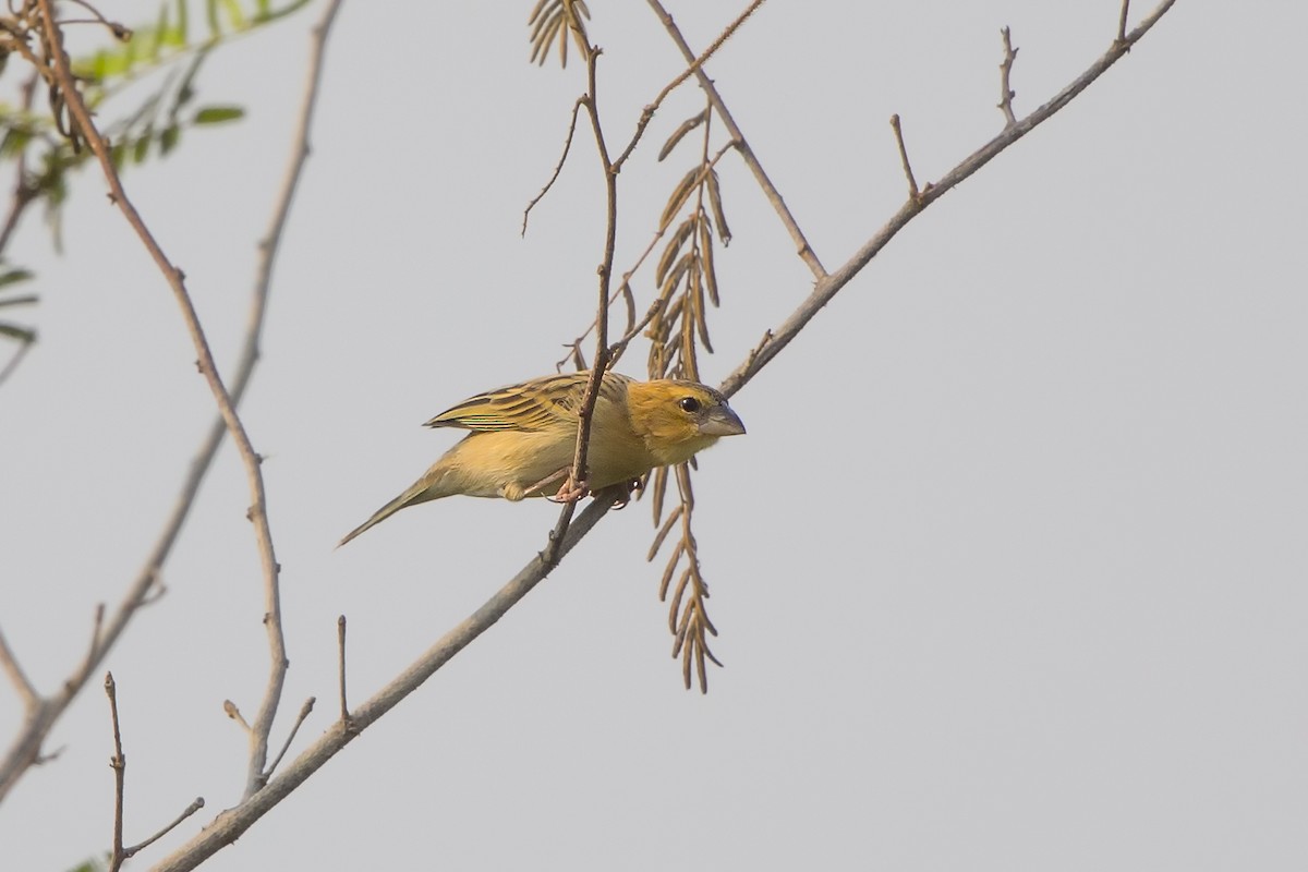 Asian Golden Weaver - ML479586851