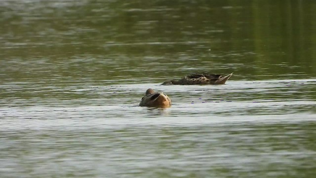 White-cheeked Pintail - ML479587011