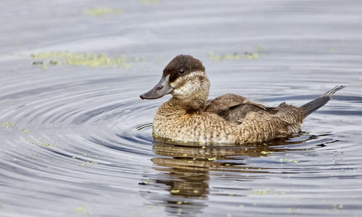 Ruddy Duck - Joel Weatherly