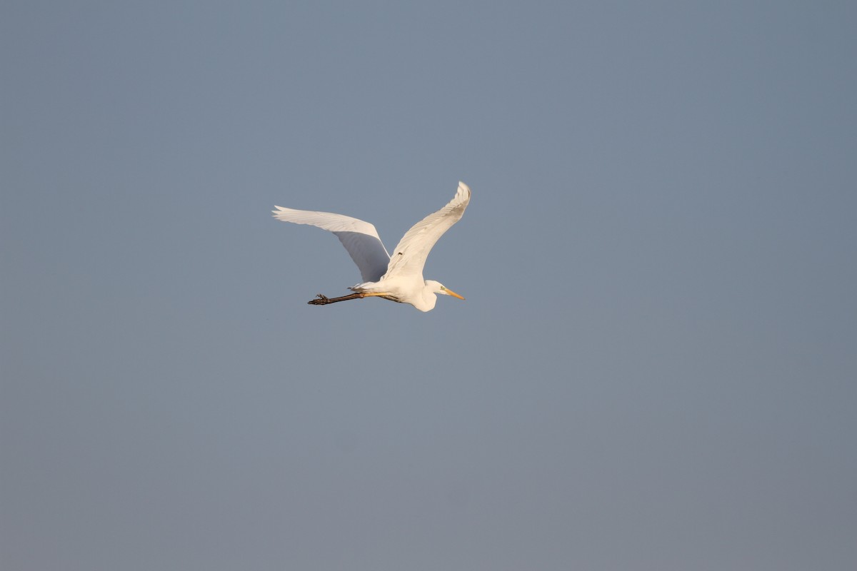 Great Egret - ML47958711