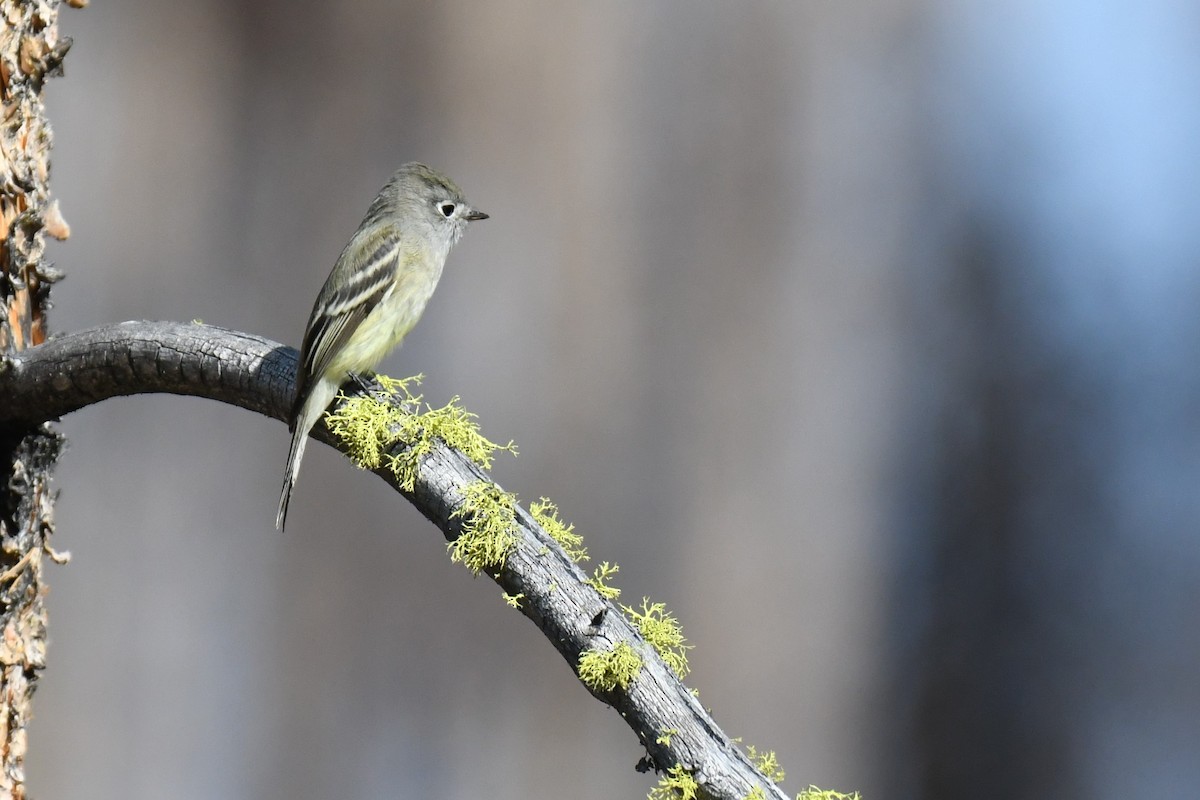 Hammond's Flycatcher - ML479587691