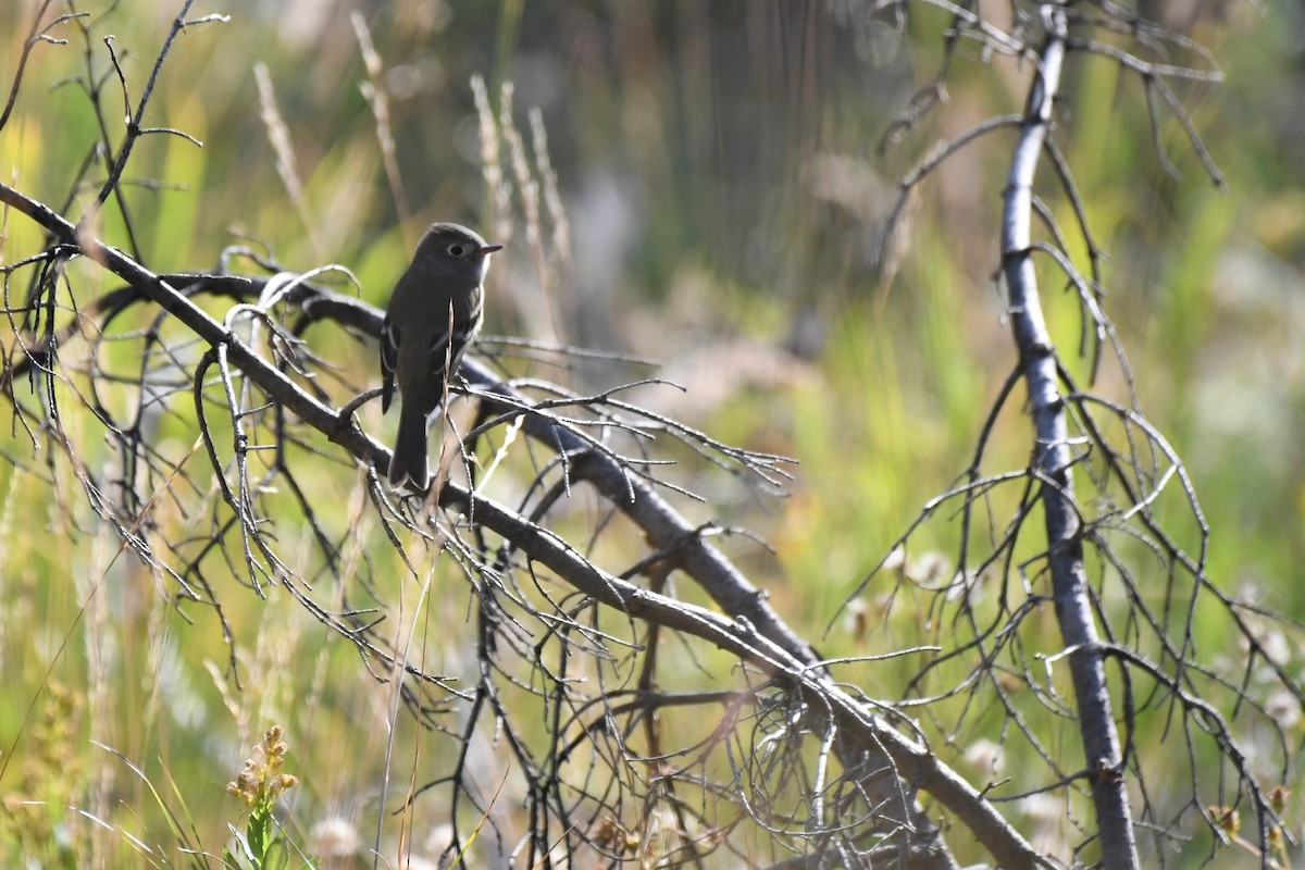 Hammond's Flycatcher - ML479587701