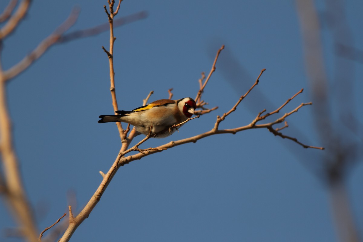 European Goldfinch - ML47958771