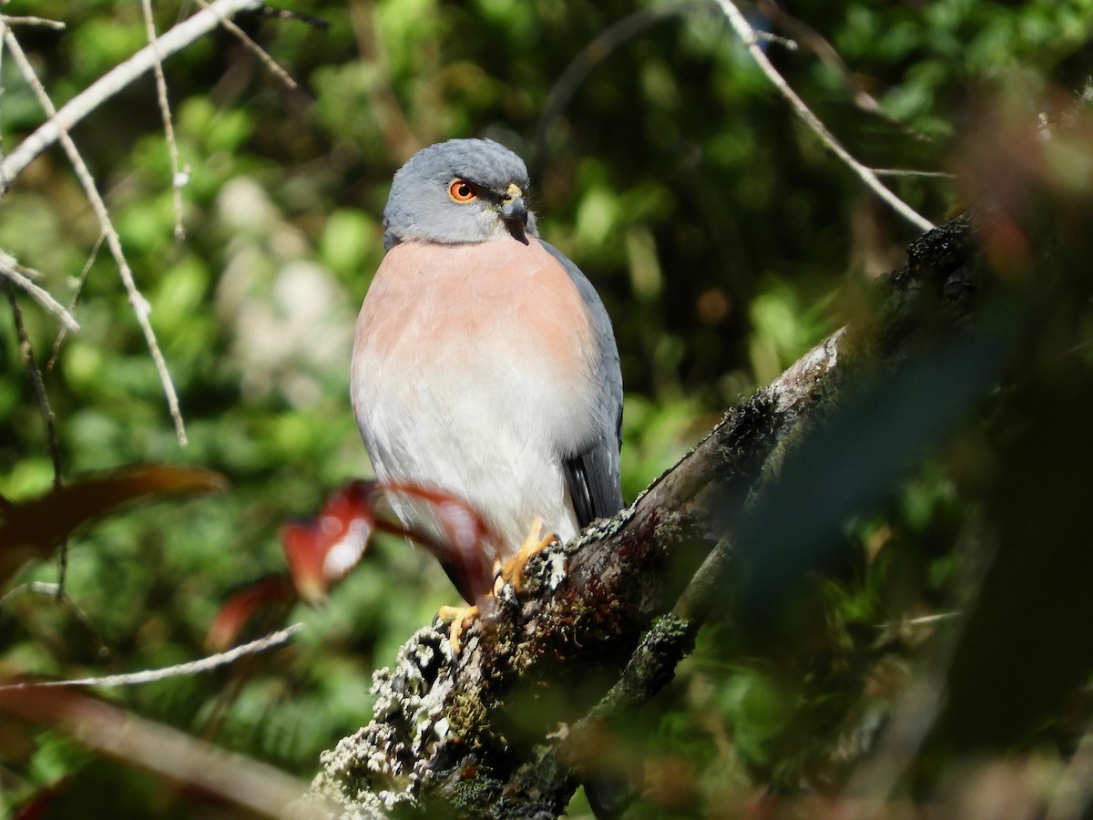 Small Sparrowhawk - ML479587901