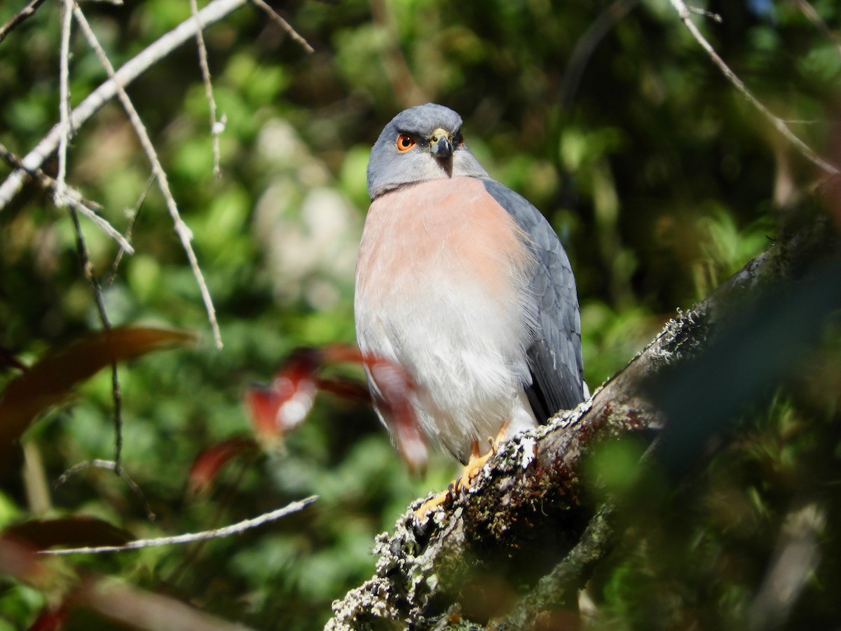 Small Sparrowhawk - ML479587921