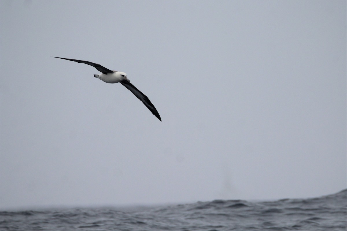 Laysan Albatross - ML479588271
