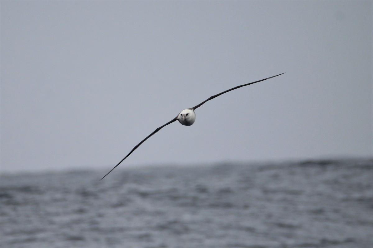 Laysan Albatross - ML479588841