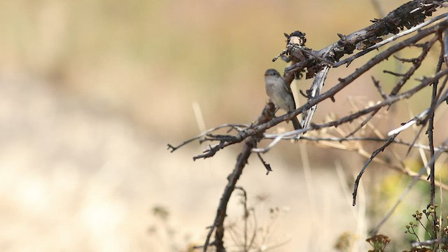 Gray Flycatcher - ML479589541