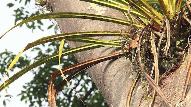 Banded Broadbill - ML479590