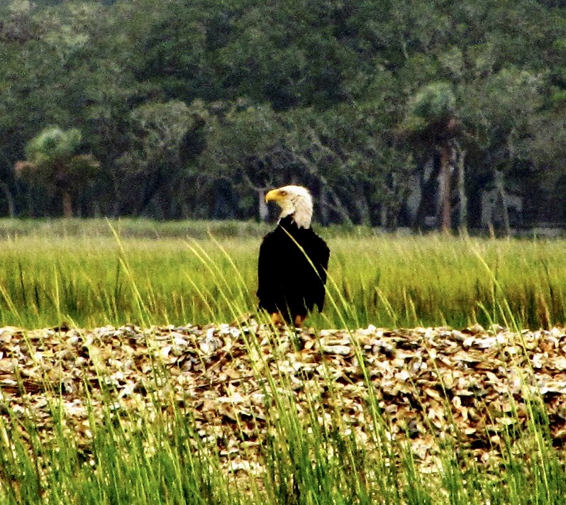 Bald Eagle - ML479590091