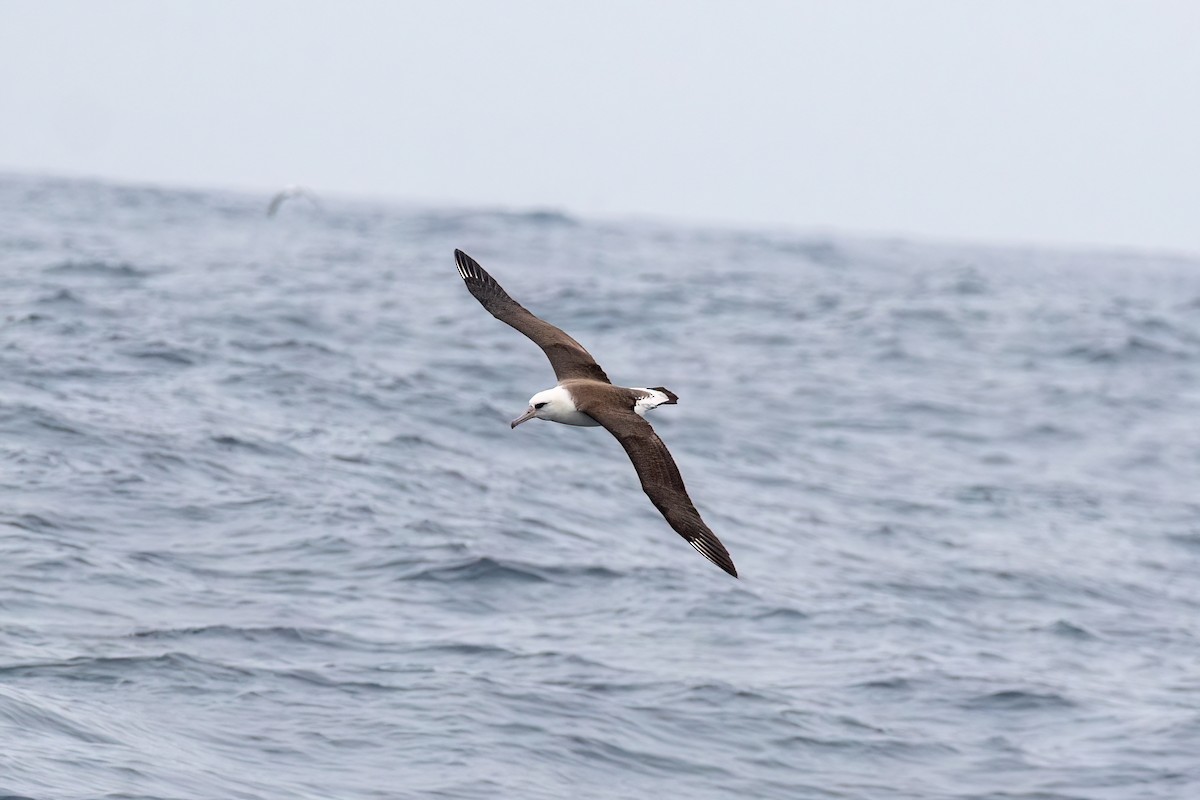 Albatros de Laysan - ML479590161
