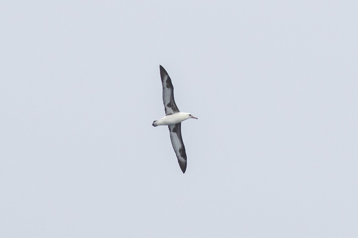 Laysan Albatross - ML479590241