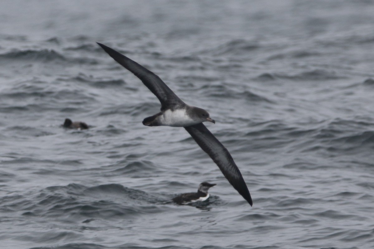 Pink-footed Shearwater - ML479590311