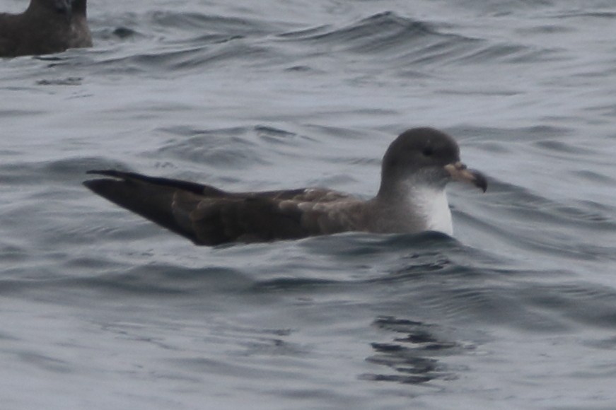 Pink-footed Shearwater - Kenny Benge