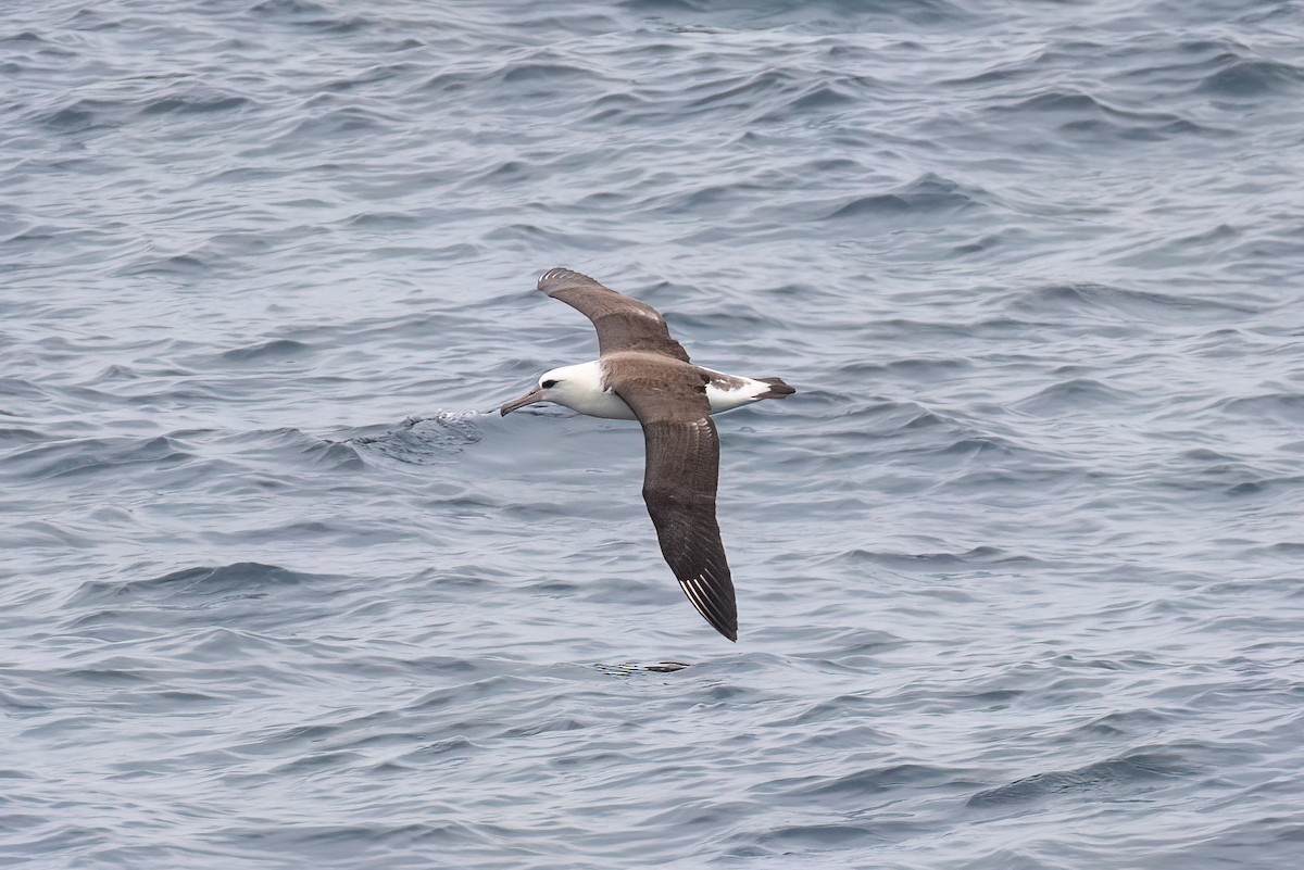 Laysan Albatross - ML479590661