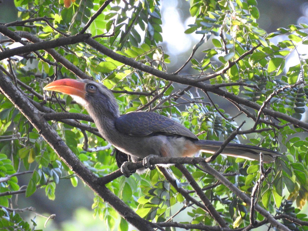 Malabar Gray Hornbill - Rameez Elm