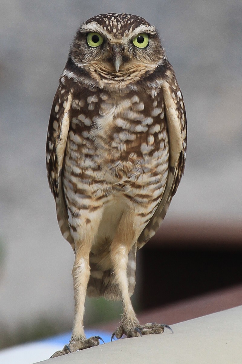 Burrowing Owl - Brandon Stidum