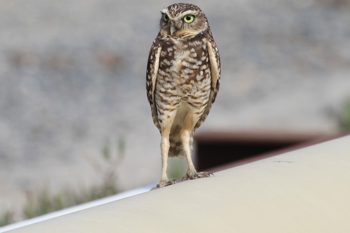 Burrowing Owl - Brandon Stidum