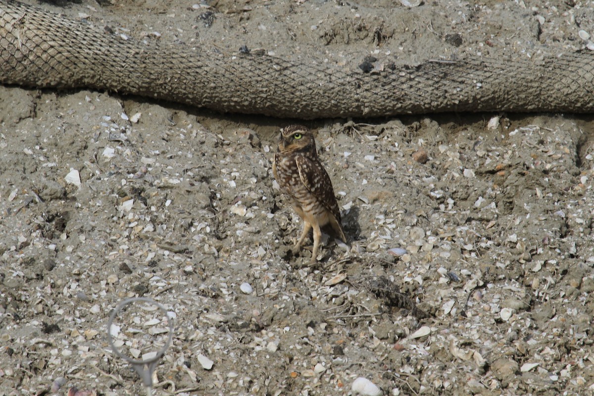 Burrowing Owl - Brandon Stidum