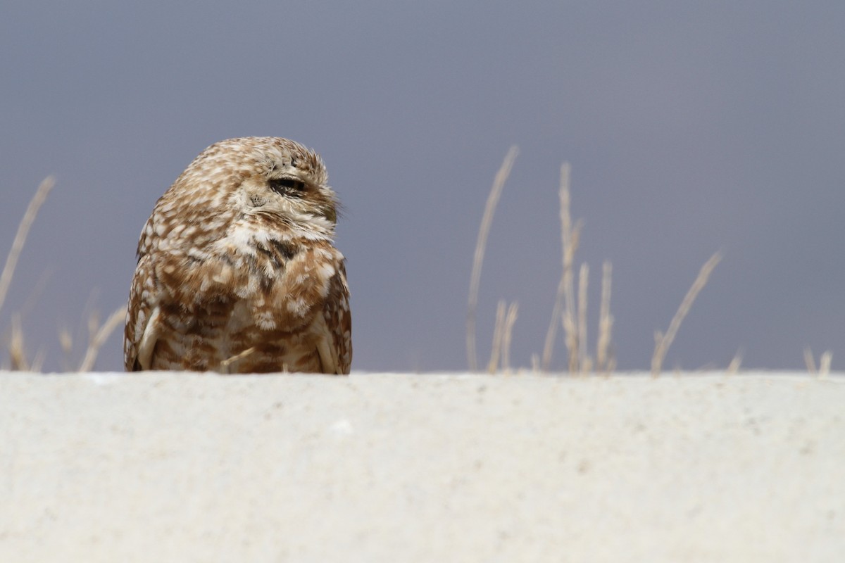 Burrowing Owl - ML479592011