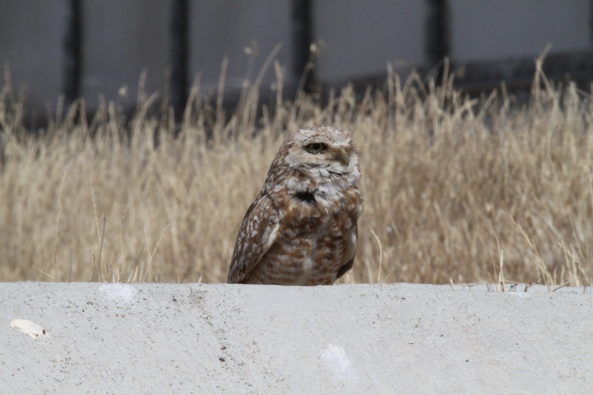 Burrowing Owl - ML479592021