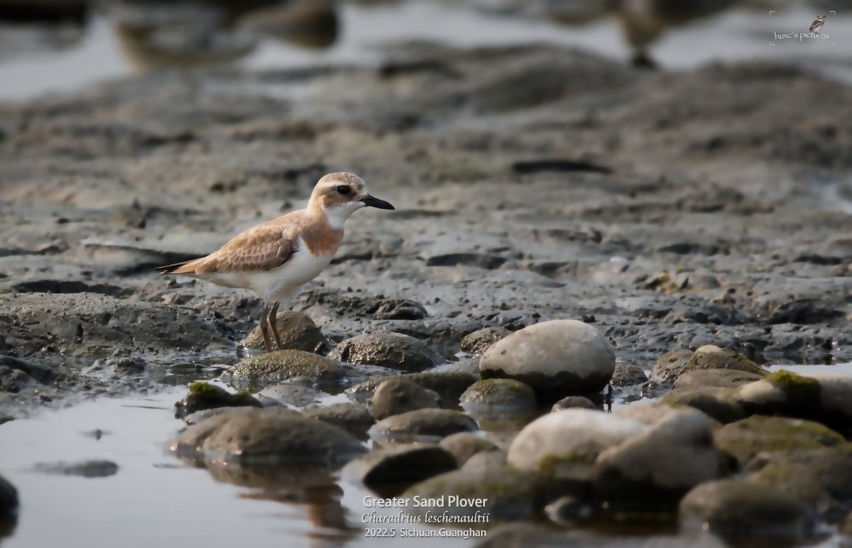 kulík větší - ML479592321