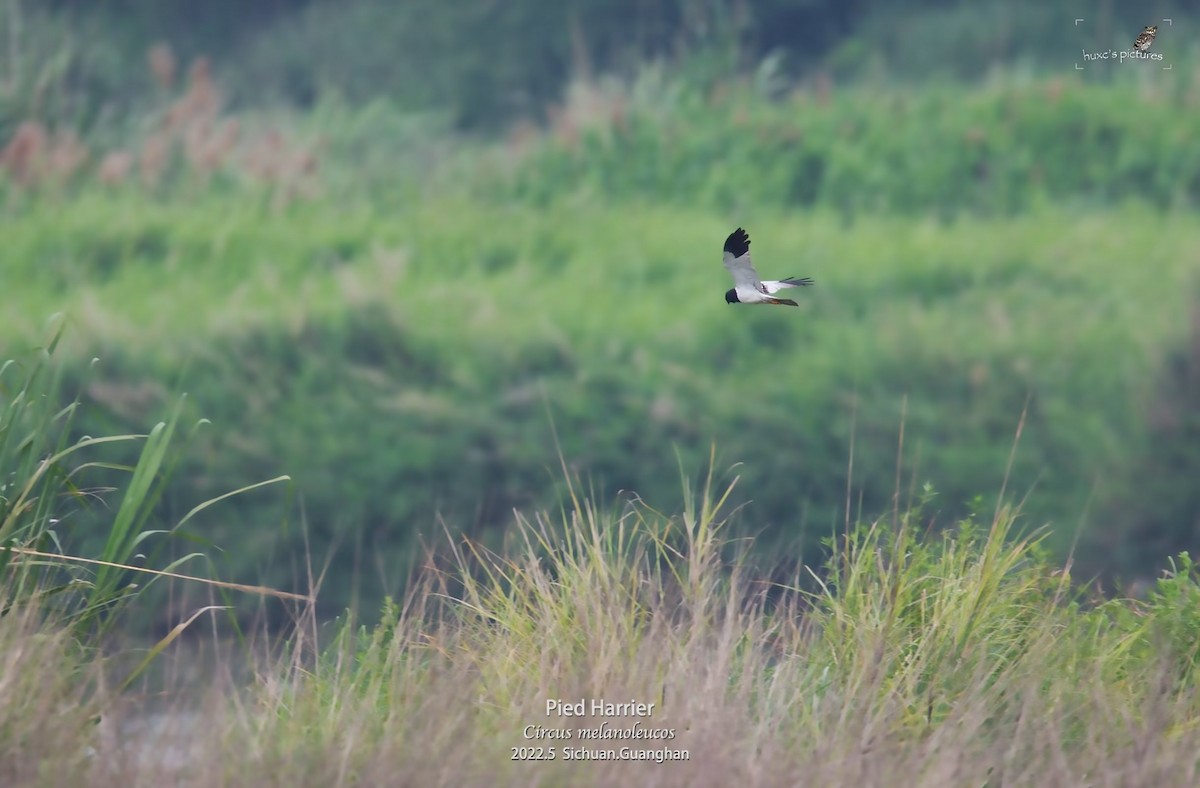 moták černobílý - ML479592331