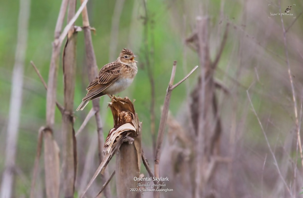 skřivan východní - ML479592461