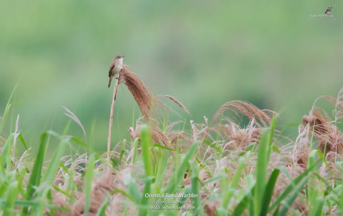 Oriental Reed Warbler - ML479592471