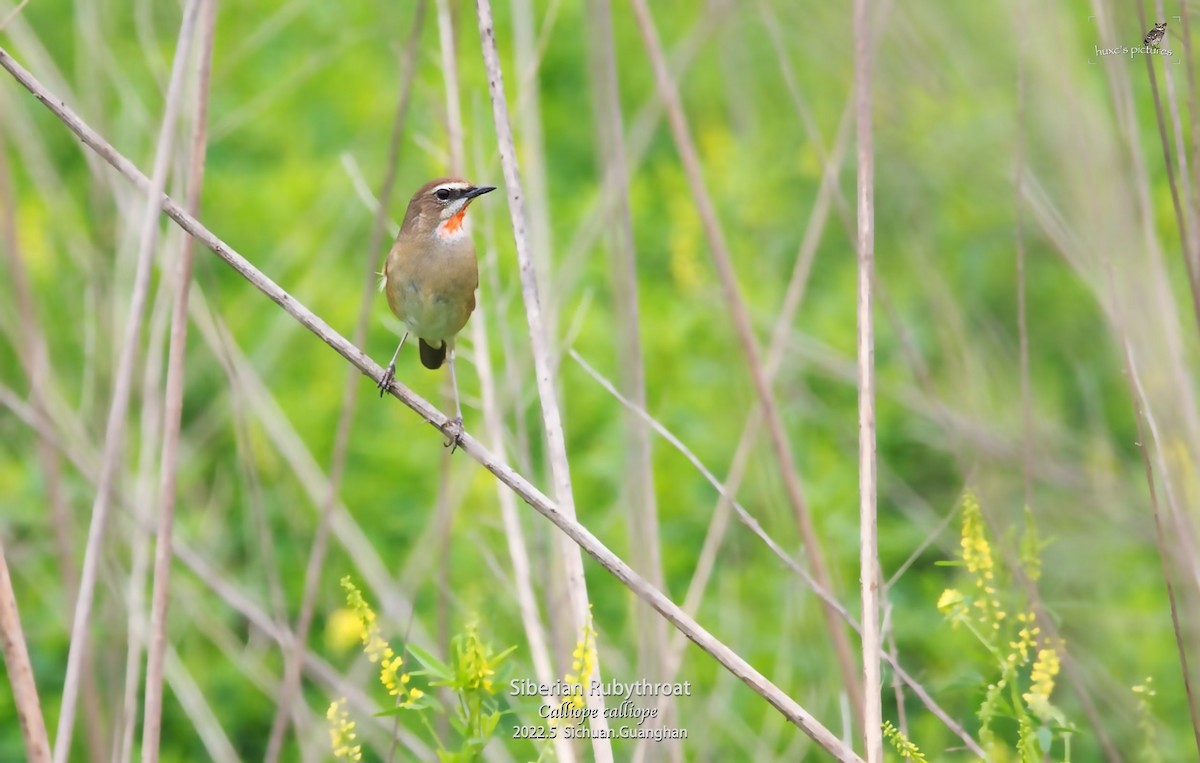 slavík Kalliopin - ML479592531