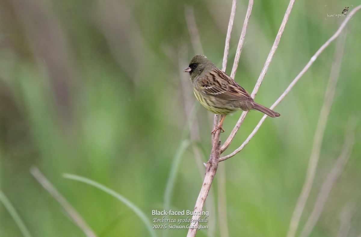 strnad šedokápý - ML479592601